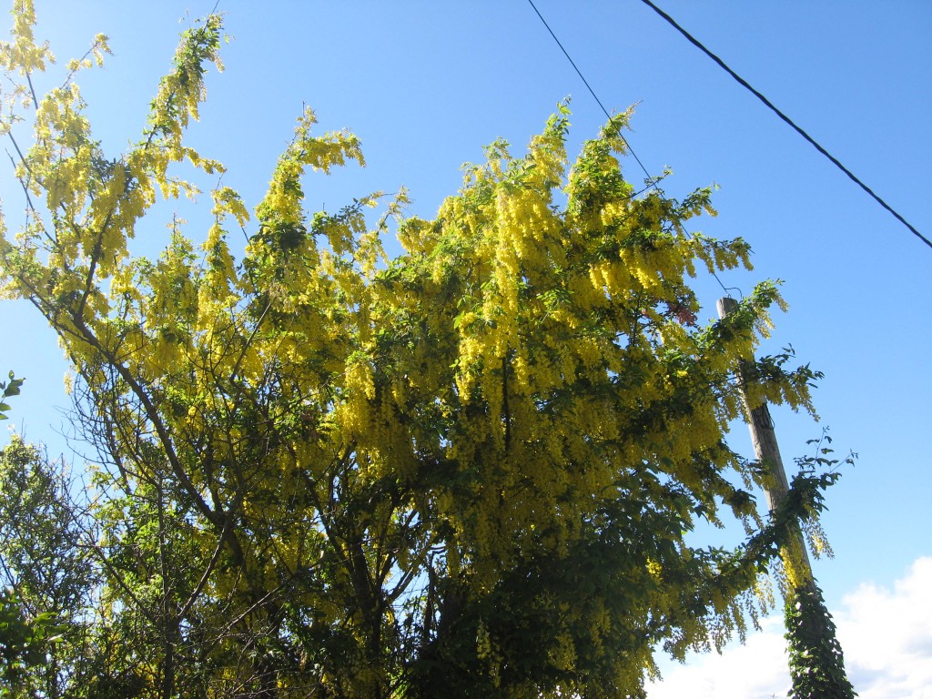 Foliage enroute Charlesfort, Kinsale