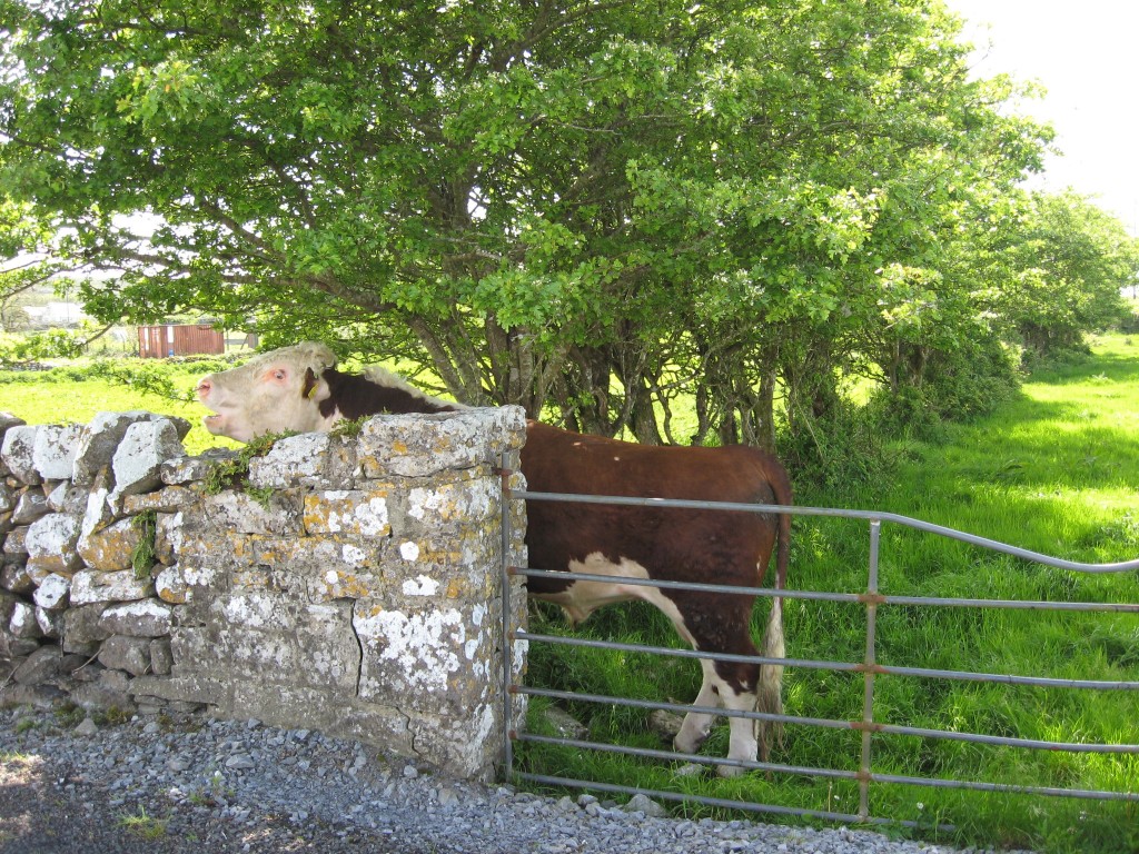 Bull, Kilfenora, County Clare