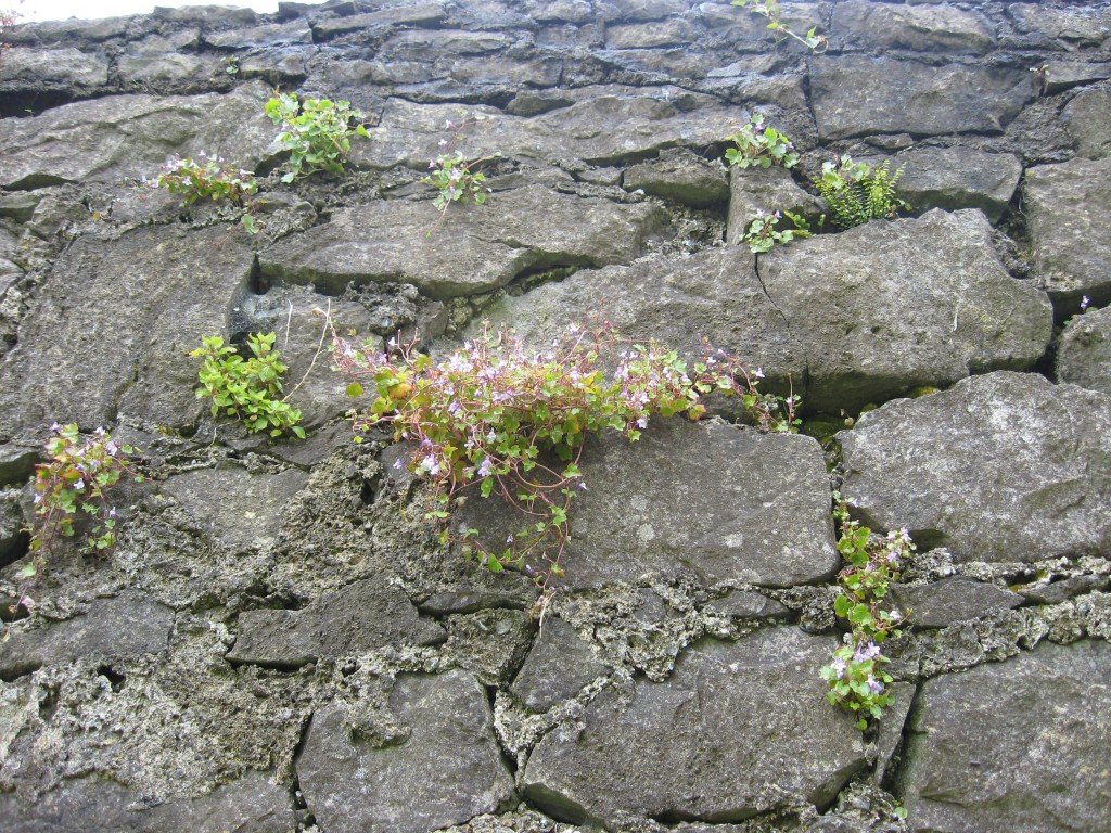 Flowers in the walls, Ennis Friary, County Clare