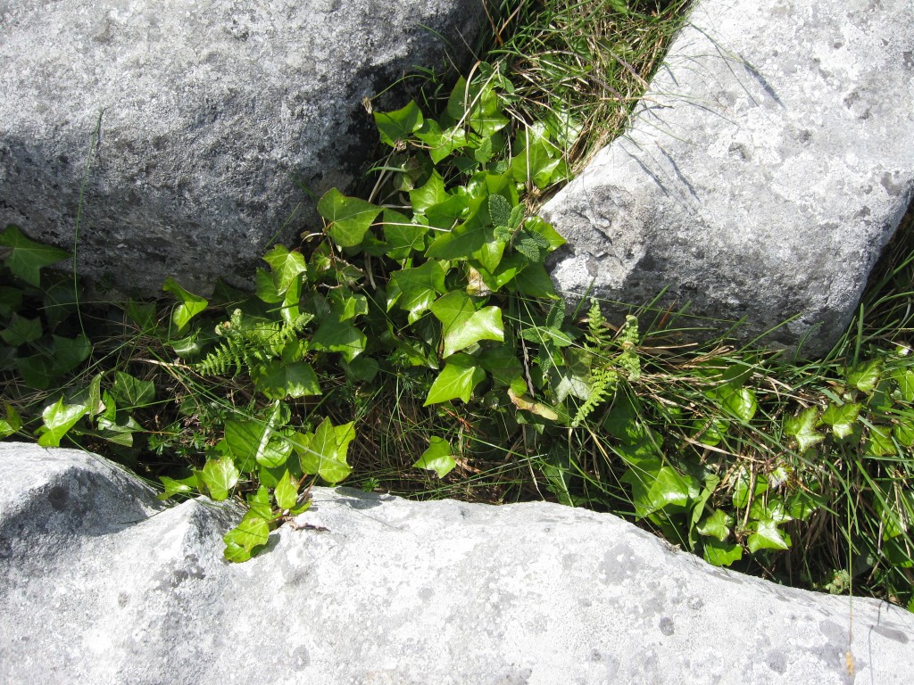 Ivy, etc. in limestone near Poll na Bron, County Clare